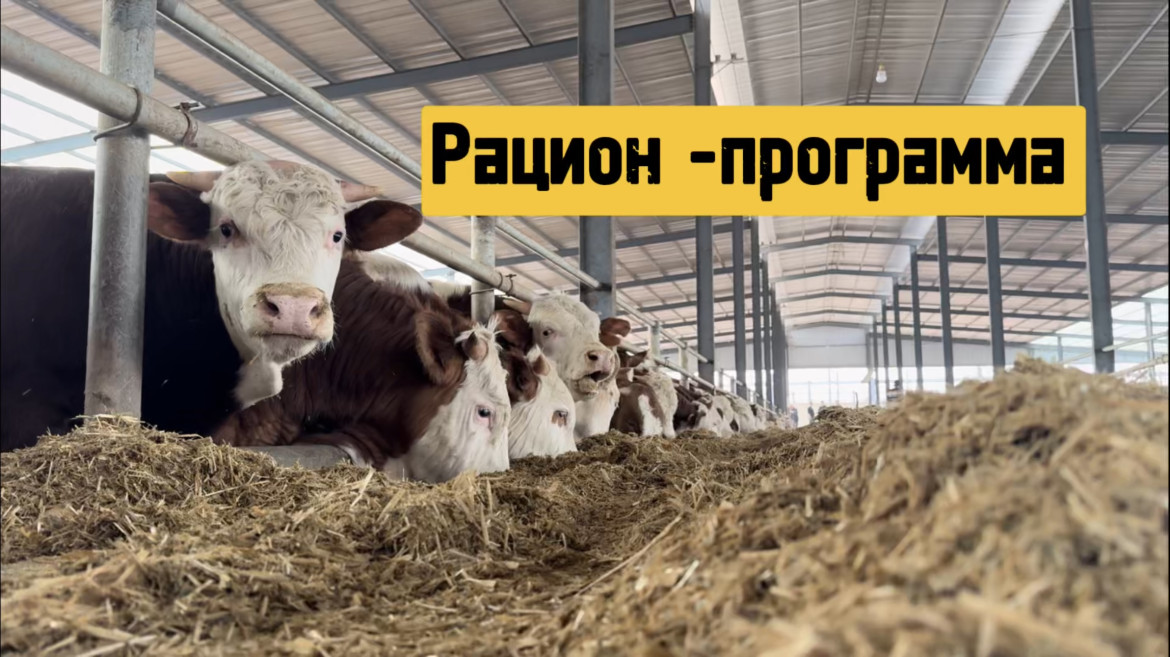 Винкс мультфильм секс видео порно Лейла мен Брендон Олар үйде жұлқынып, сықылды